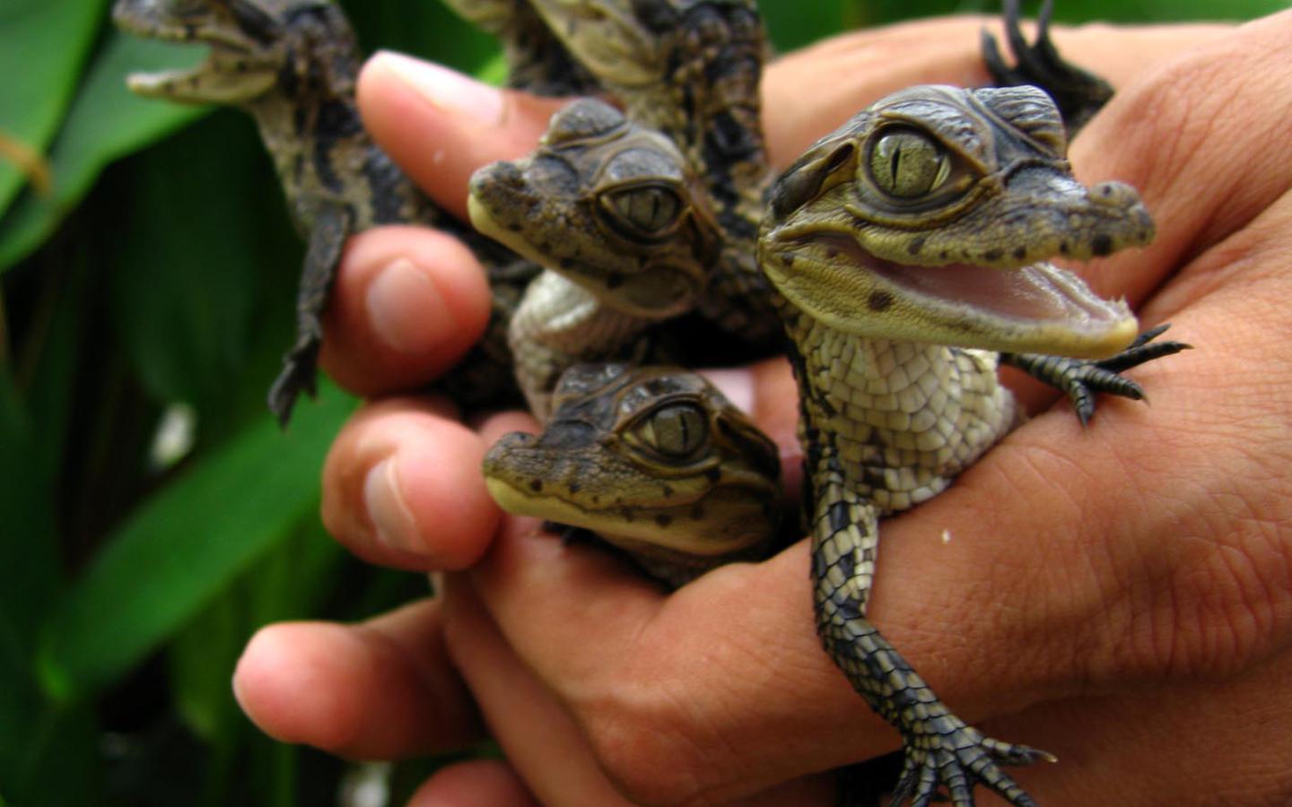 La ferme aux crocodiles